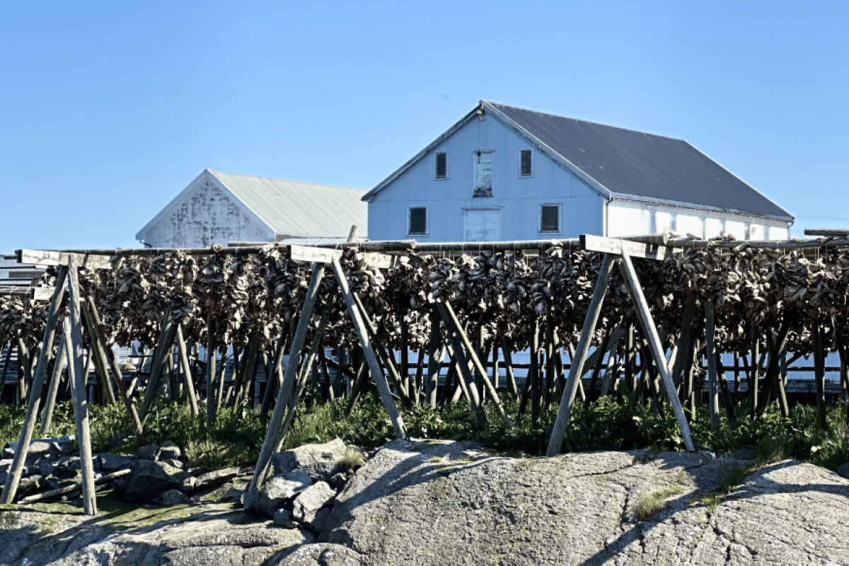 lofoty-stockfish-ryba-pluggis