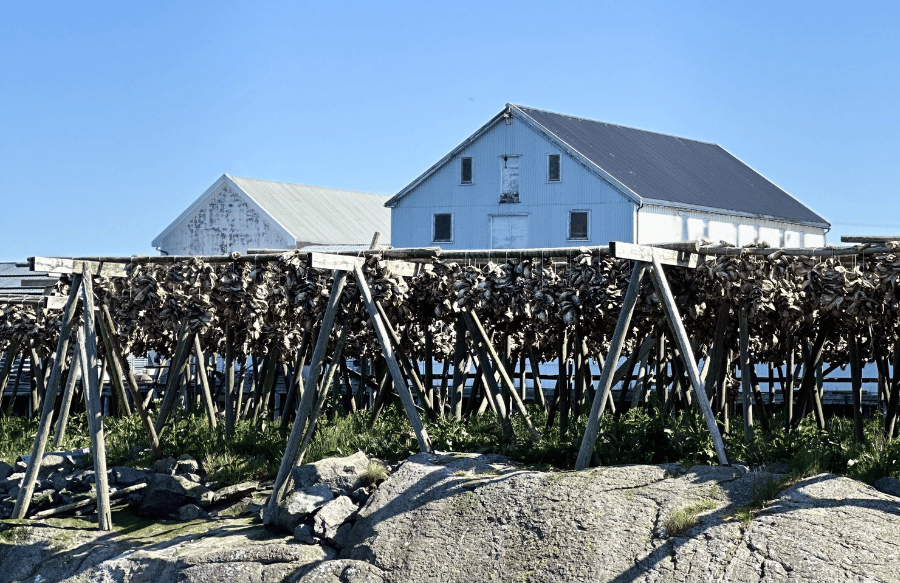 lofoty-stockfish-ryba-pluggis lofoty-stockfish-ryba-pluggis
